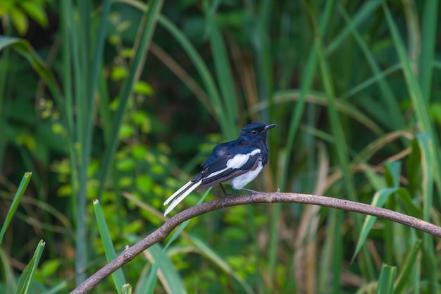 Oriental Magpie Robin-vogel