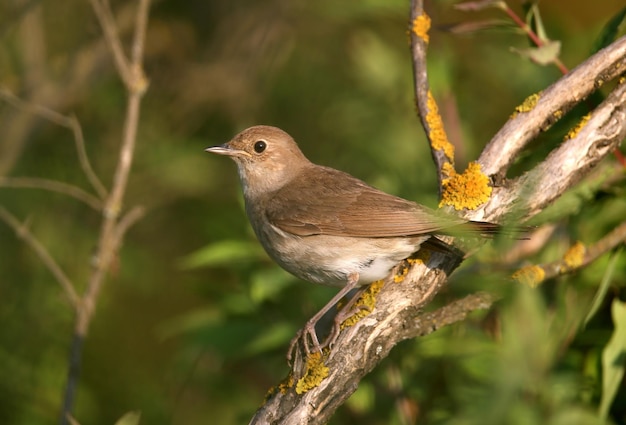 オリエンタルナイチンゲール Luscinia luscinia