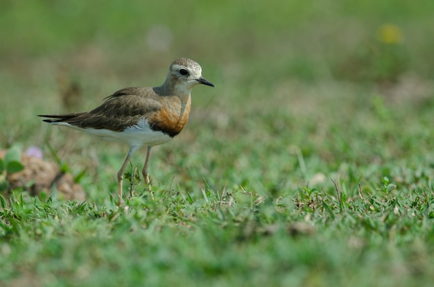 Photo oriental plover (charadrius veredus)