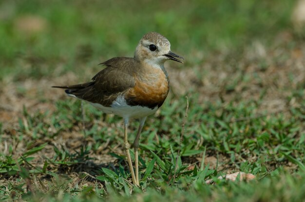 オリエンタル・プルオーバー（Charadrius veredus）