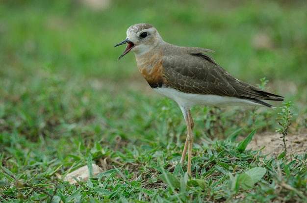 オリエンタル・プルオーバー（Charadrius veredus）