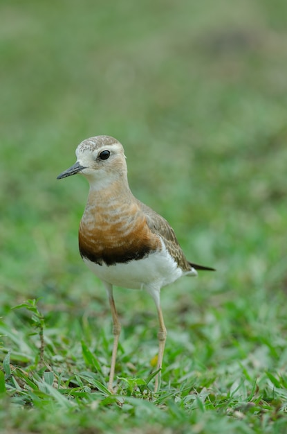 Восточный пловец (Charadrius veredus)