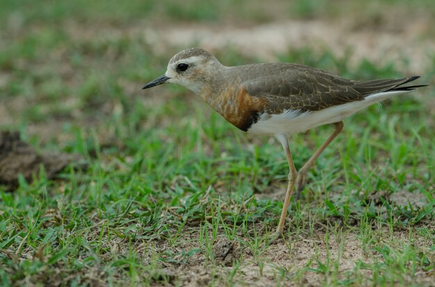 Oriental Plover (Charadrius veredus)