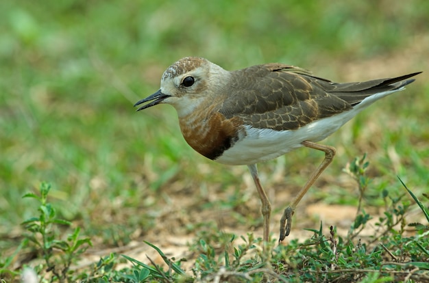 Oriental Plover (Charadrius veredus)