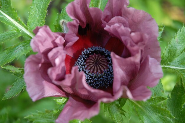 Oriental poppy or Papaver orientale Patty's Plum beautiful purple flower detail