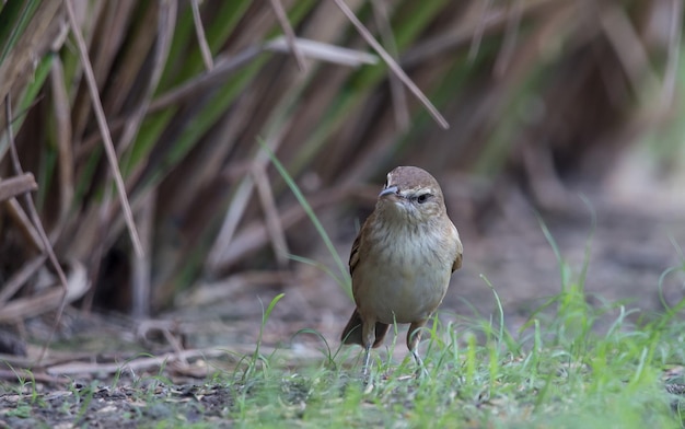 Oriental Reed Warbler standing looking for food on the grass