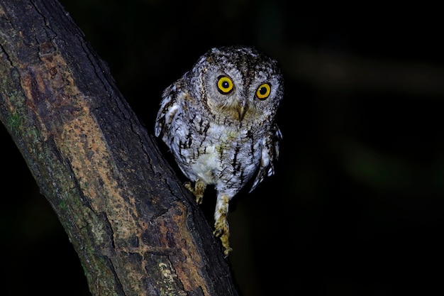 Oriental Scops-Owl Otus sunia Prachtige vogels van Thailand
