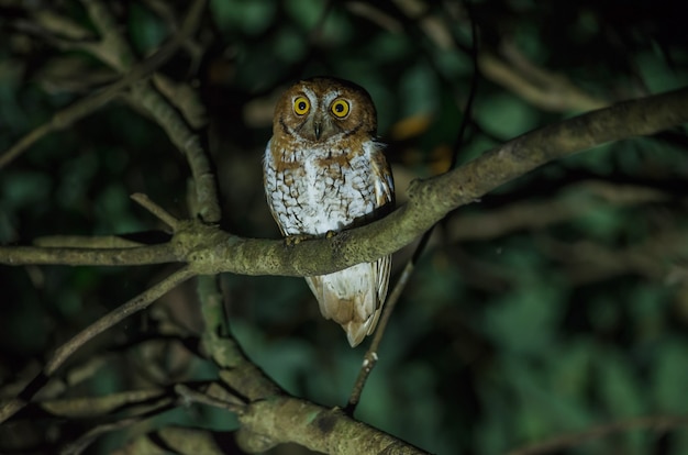 オリエンタル・スコップ・フクロウ（Otus sunia）枝に立つ