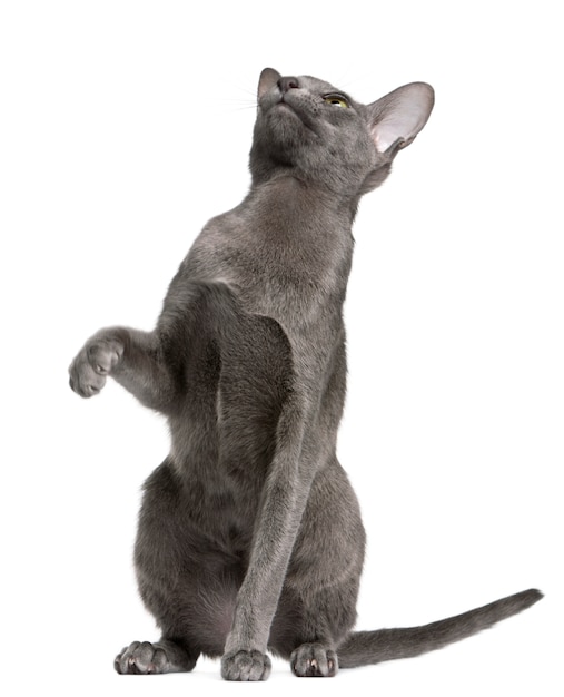 Oriental Shorthair (10 months old)