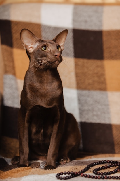 Photo oriental shorthair brown kitten