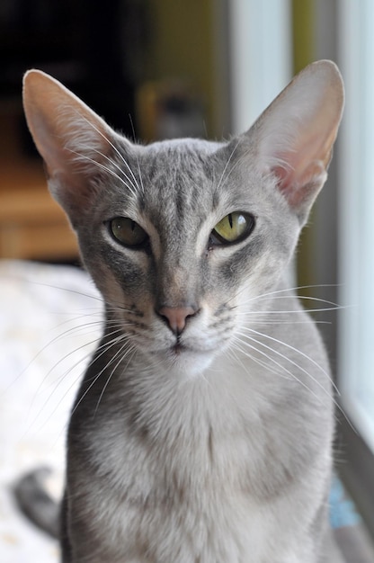 Oriental shorthair cat sits on the window