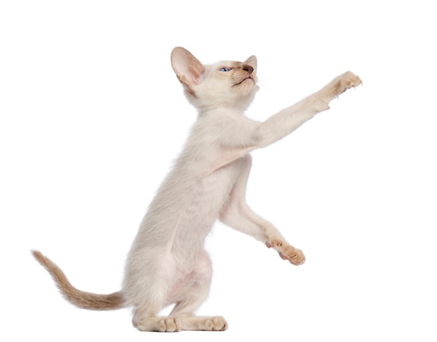 Oriental Shorthair kitten, 9 weeks old, standing on hind legs and reaching