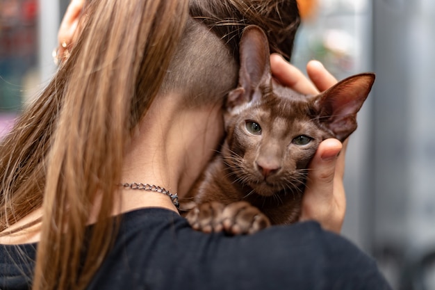Oriental Shorthair Cats For Sale