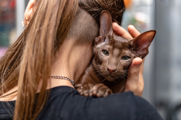 チョコレートシェードのウールのオリエンタルショートヘアーの子猫は、少女の肩の上にあります。女性が愛するペットを優しく抱擁します。