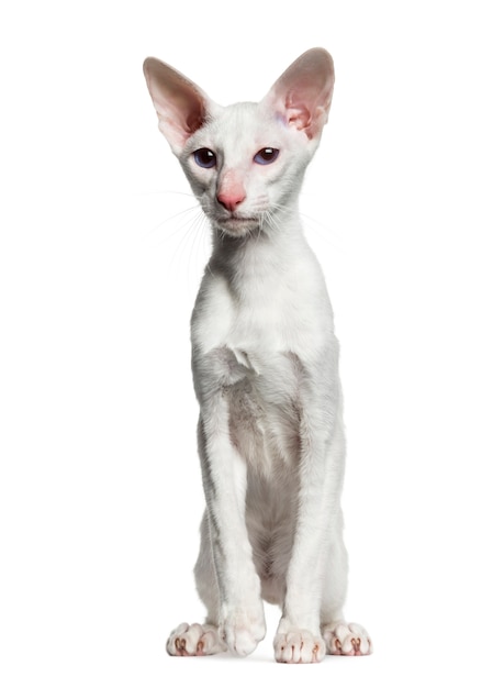 Ориентальная короткошерстная кошка сидит на белом