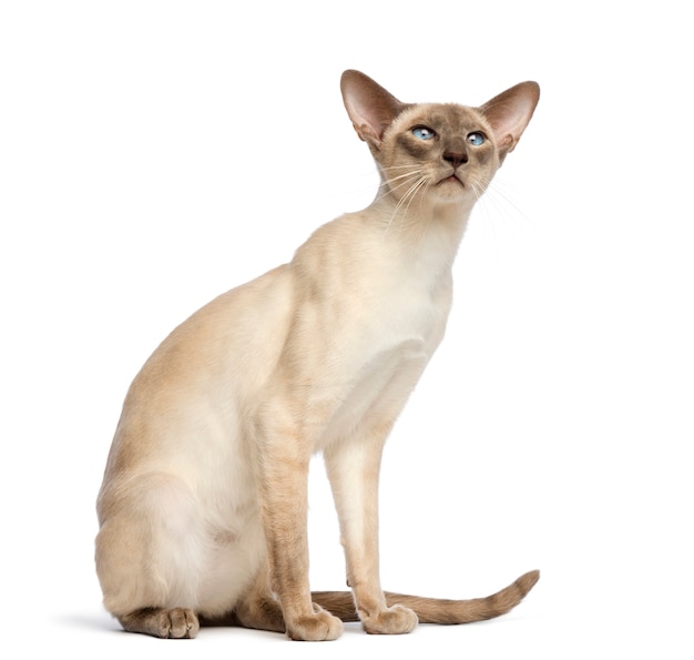 Oriental Shorthair sitting and looking up