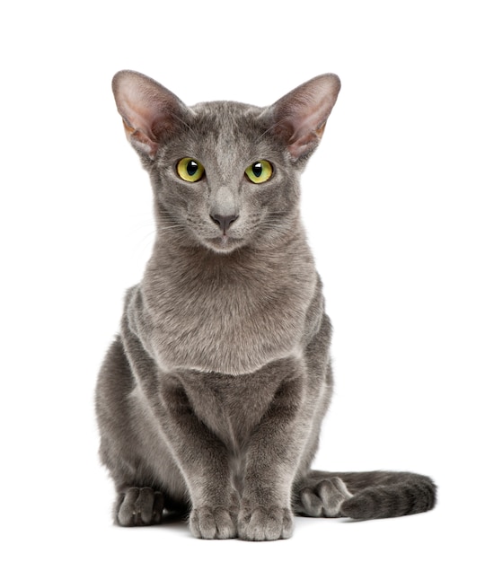 Oriental Shorthair