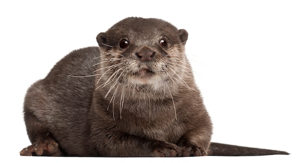 Oriental small-clawed otter, Amblonyx Cinereus standing on white isolated