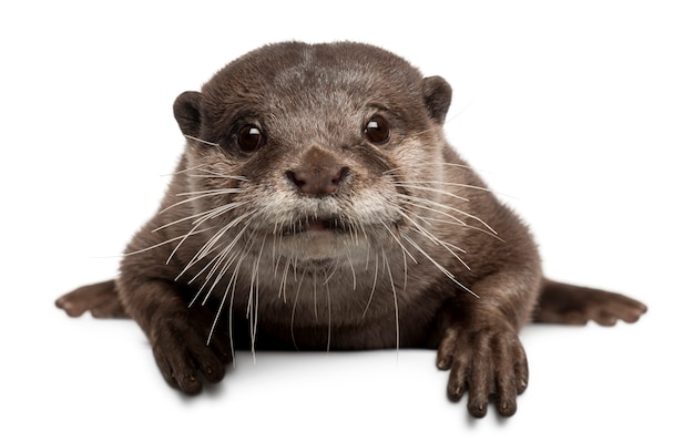 Photo oriental small-clawed otter, amblonyx cinereus standing on white isolated