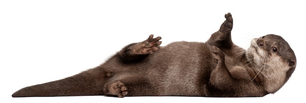 Oriental small-clawed otter, Amblonyx Cinereus standing on white isolated