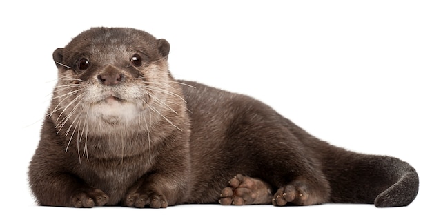 Oriental small-clawed otter, Amblonyx Cinereus standing on white isolated