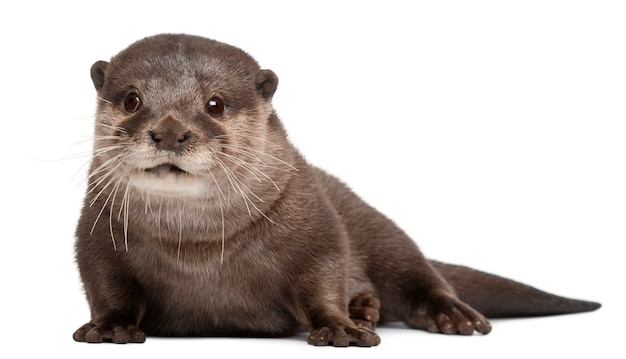 Oriental small-clawed otter, Amblonyx Cinereus standing on white isolated