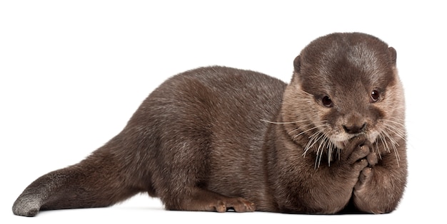 Oriental small-clawed otter, Amblonyx Cinereus standing on white isolated