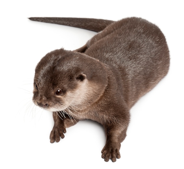 Oriental small-clawed otter, Amblonyx Cinereus standing on white isolated