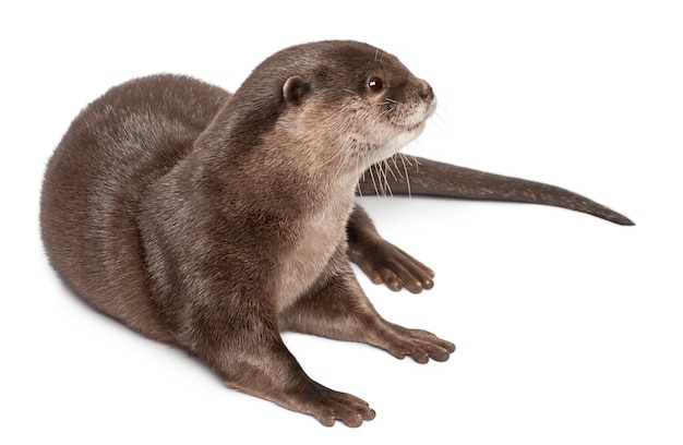 Oriental small-clawed otter, Amblonyx Cinereus standing on white isolated