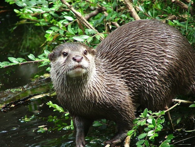 自然の中の東洋の小さな爪のカワウソ