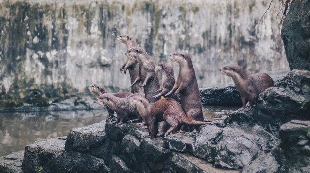 Oriental smallclawed otter Amblonyx cinereus also known as the Asian smallclawed otter standing together with their group