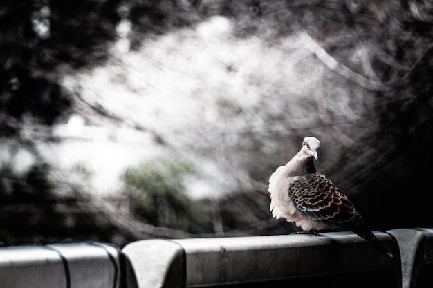 Photo oriental turtle dove perching on railing