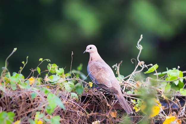 The oriental turtle dove or rufous turtle dove or Columbidae sitting on the  tree branch