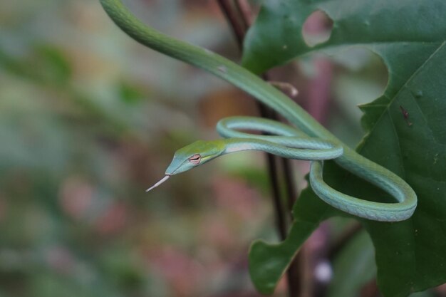 Photo oriental whip snake in the grass