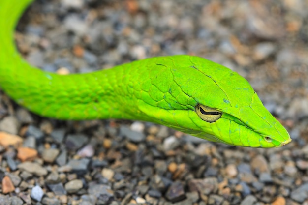 Photo oriental whipsnake or asian vine snake