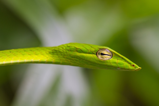 Oriental Whipsnake of Asian Vine Snake