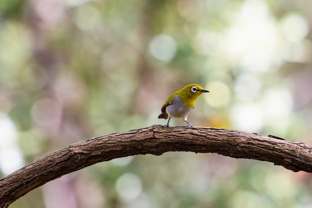 Oriental White-eye Bird, staande op een tak