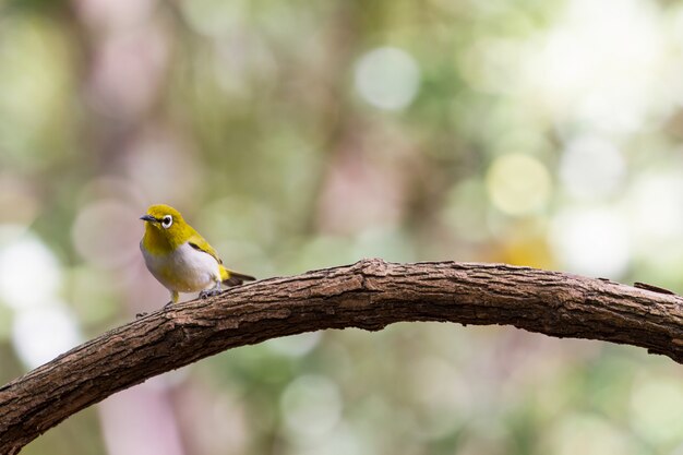 Oriental White-eye Bird, staande op een tak