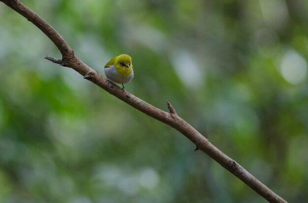 東洋の白目鳥、枝に立つ