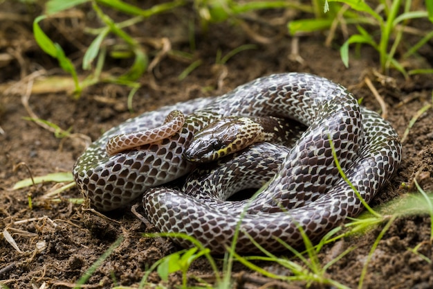 Oriental wolf snake hiding