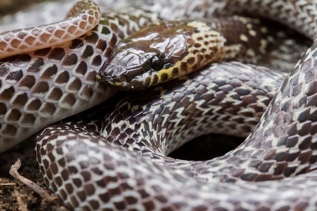 Oriental wolf snake hiding