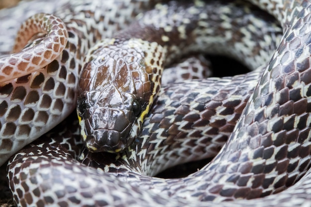 Photo oriental wolf snake hiding