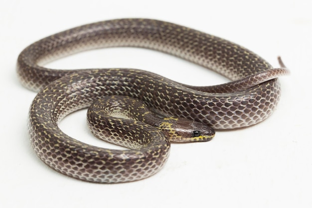 Oriental wolf snake Lycodon capucinus isolated on white background