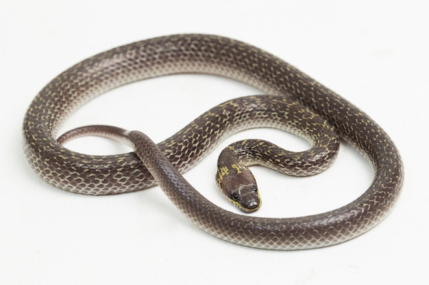 Oriental wolf snake Lycodon capucinus isolated on white background