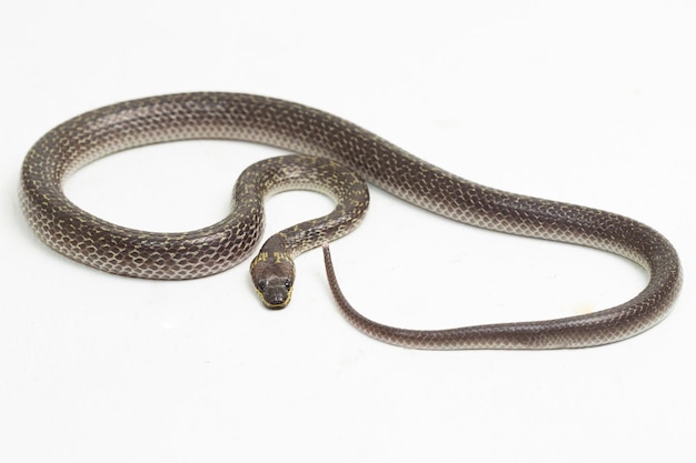 Oriental wolf snake Lycodon capucinus isolated on white background