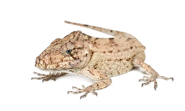 Oriente Bearded Anole or Anolis porcus, Chamaeleolis porcus, Polychrus is a genus of lizards, commonly called bush anoles, against white surface