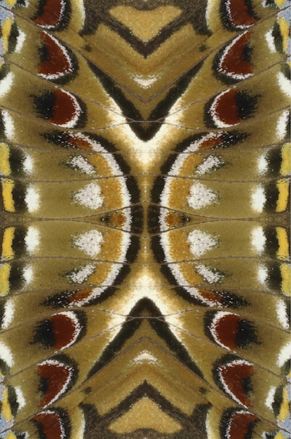 Original butterfly wings Polyura background texture, beautiful pattern. Ornamental, exotic, unusual