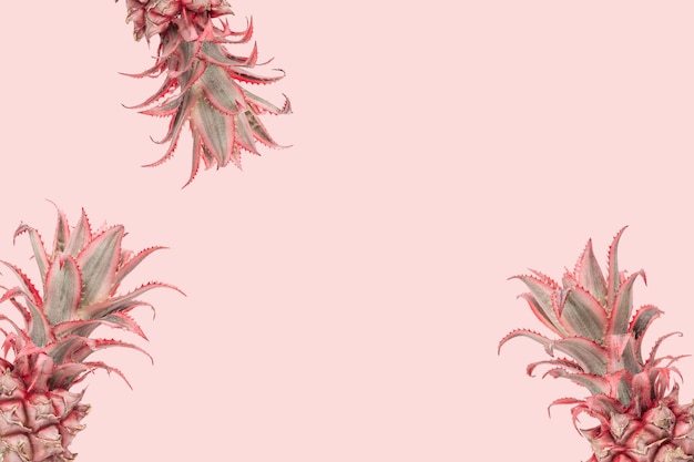 Original holiday Exotic flowers Dwarf Ornamental Pineapple on pink background