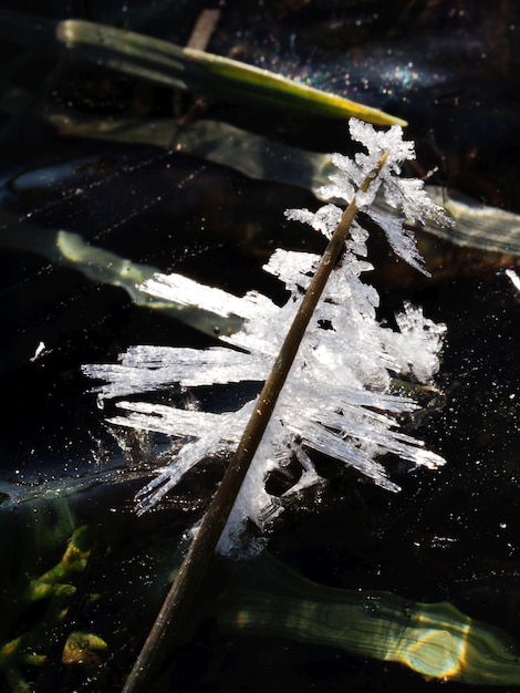 original ice crystals on plants