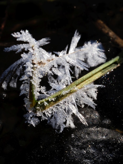 original ice crystals on plants